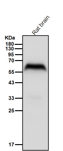 p-SMAD2 (S250) Ab