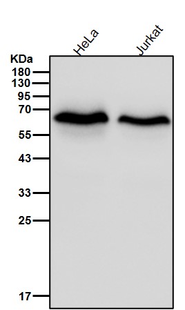 p-SMAD2 (S250) Ab