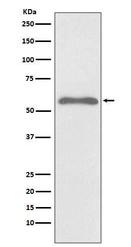 p-SMAD2 (S255) Ab