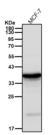 ATF1 Ab