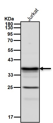 ATF1 Ab