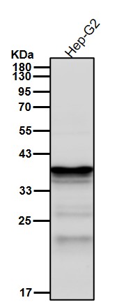 ATF1 Ab