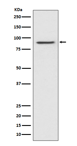 STAT1 Ab