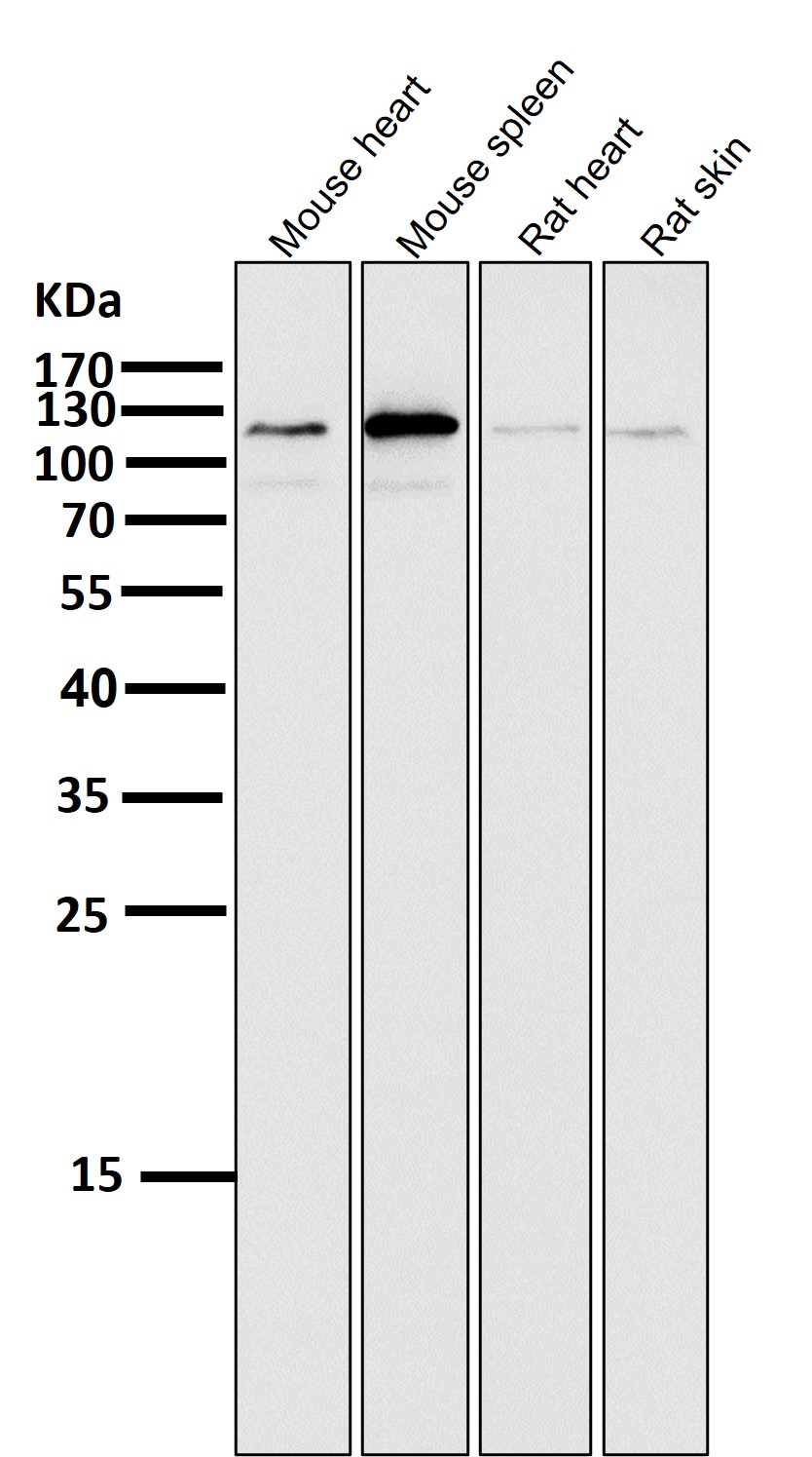 ERK5 Ab