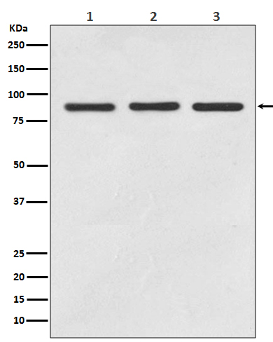 STAT5A/B Ab