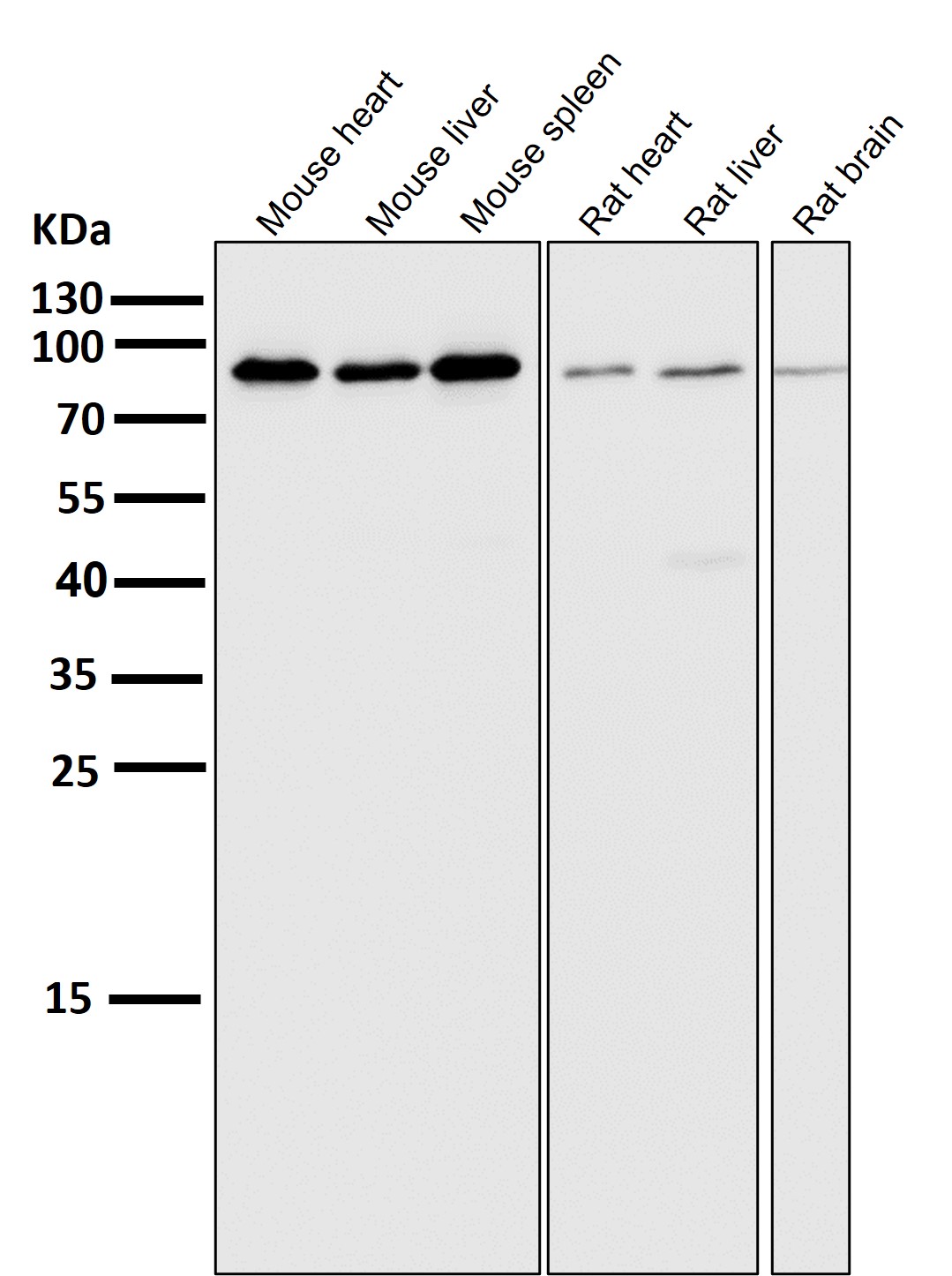 STAT5A/B Ab