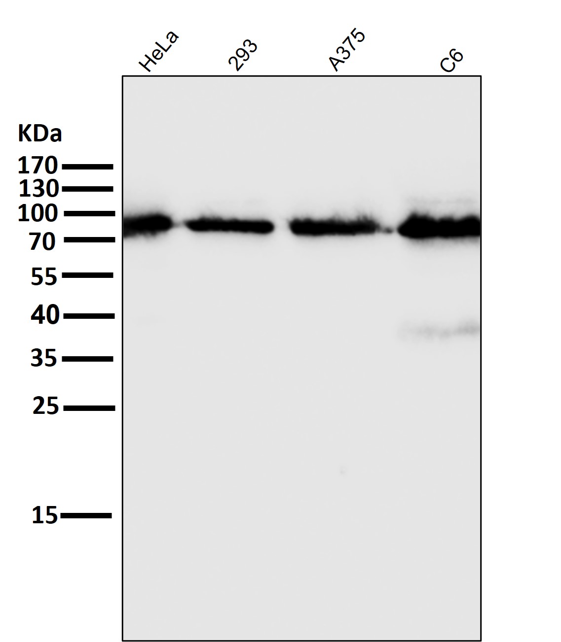 STAT5A/B Ab