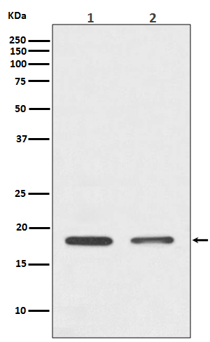 Histone H3 Ab