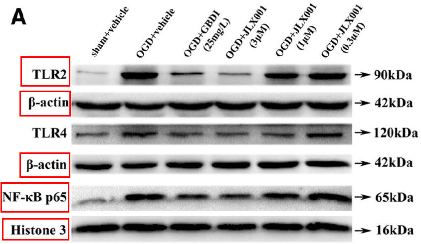 Histone H3 Ab