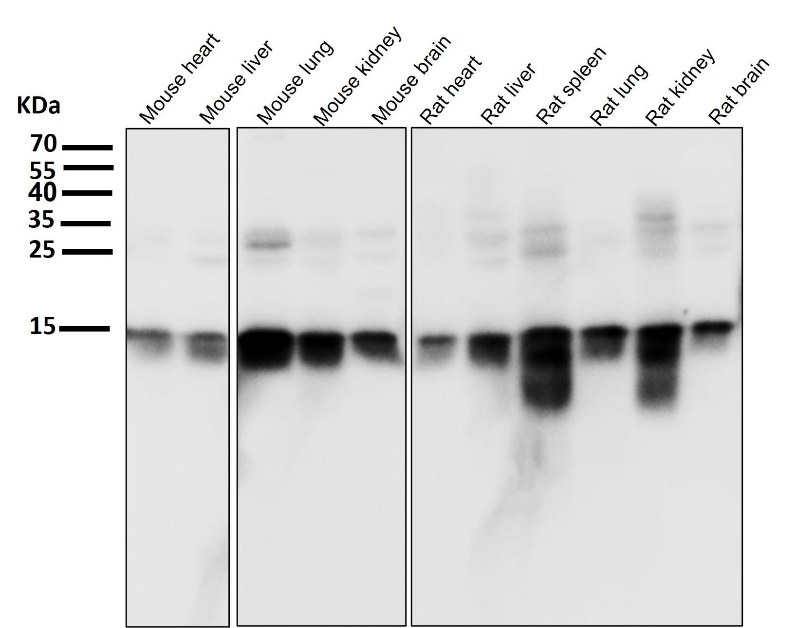 Histone H3 Ab