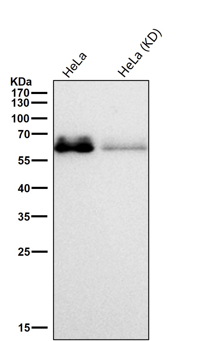 p-AMPK alpha 1 (S496) Ab