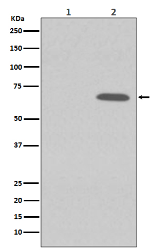 p-AMPK alpha 1 (S496) Ab