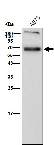 p-AMPK alpha 1 (S496) Ab