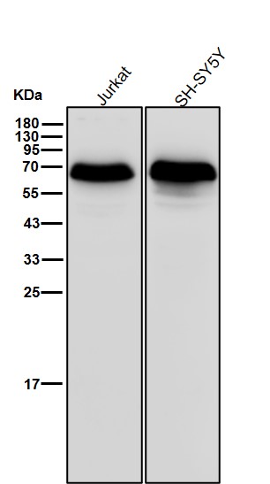 p-AMPK alpha 1 (S496) Ab