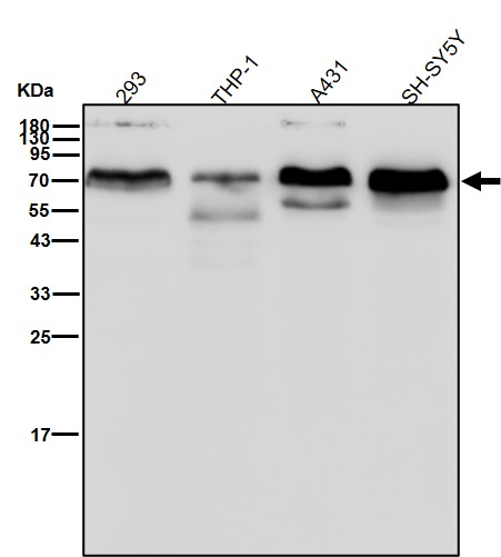 p-AMPK alpha 1 (S496) Ab