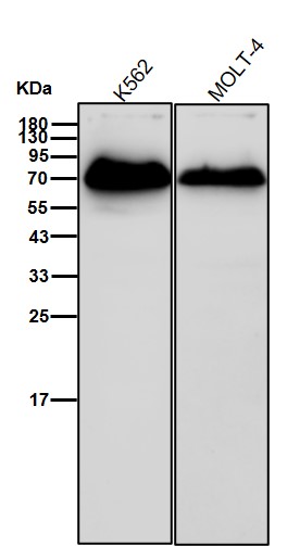 p-AMPK alpha 1 (S496) Ab