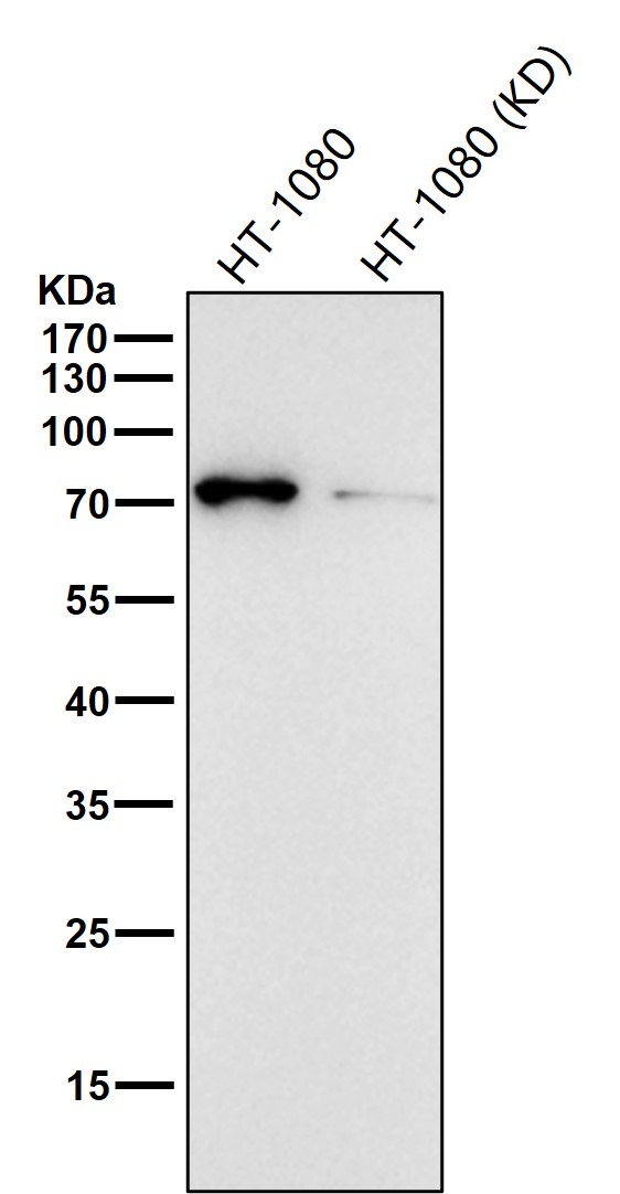 HDAC10 Ab