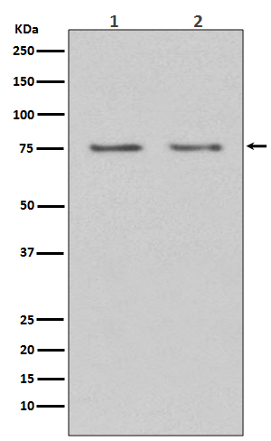 HDAC10 Ab