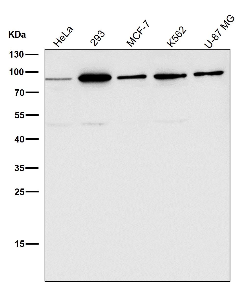 HDAC10 Ab