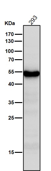 PAX6 Ab