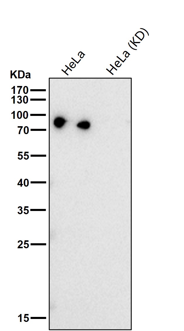 Stromal interaction molecule 1 Ab