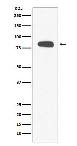 Stromal interaction molecule 1 Ab