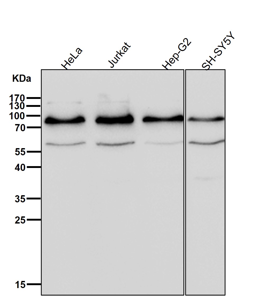 Stromal interaction molecule 1 Ab