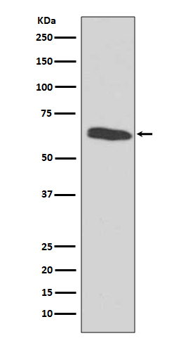 HDAC2 Ab