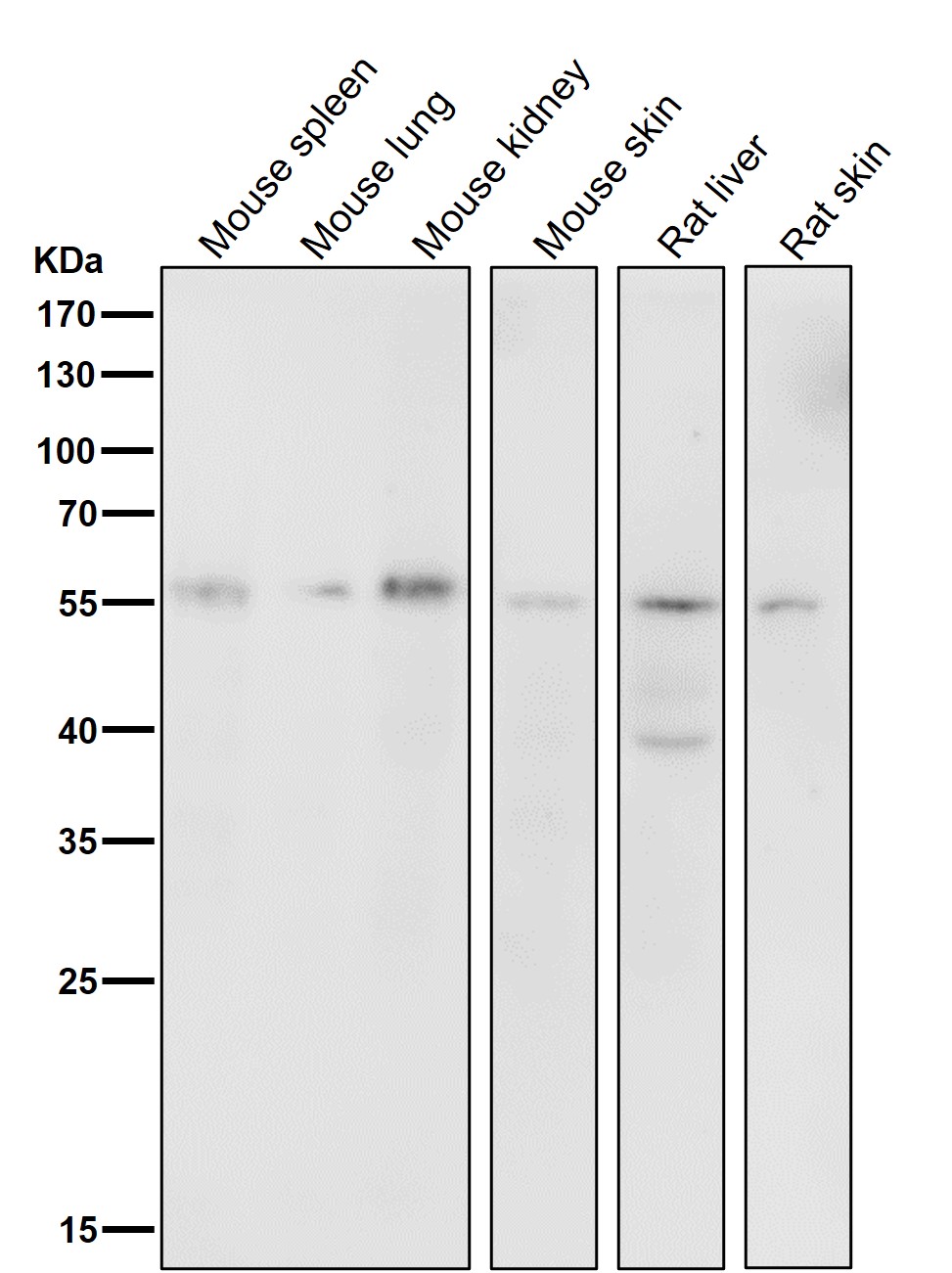 HDAC2 Ab