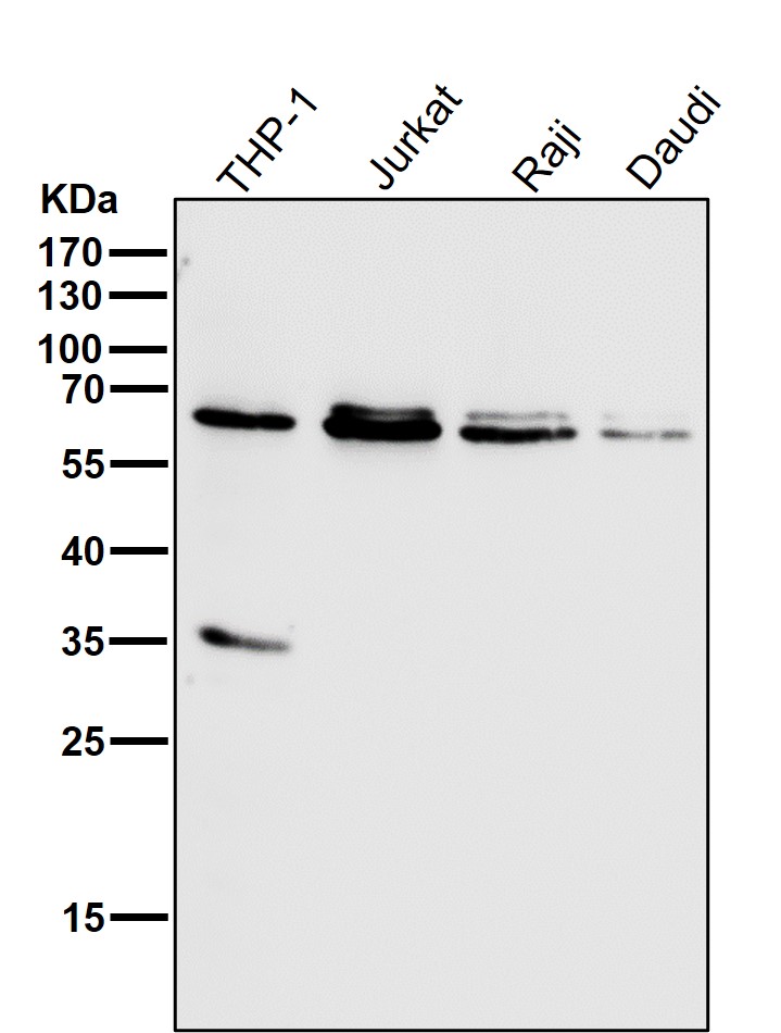 HDAC2 Ab