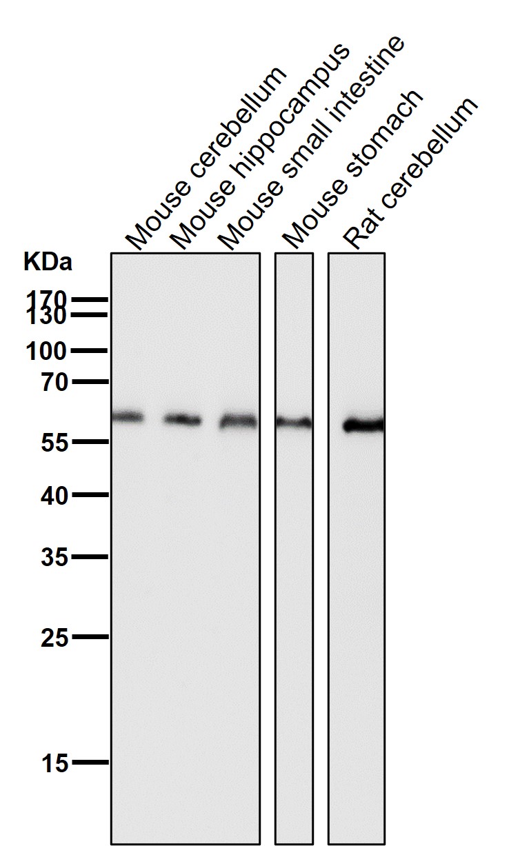 HDAC2 Ab