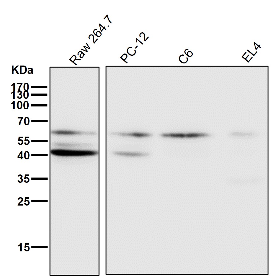 HDAC2 Ab