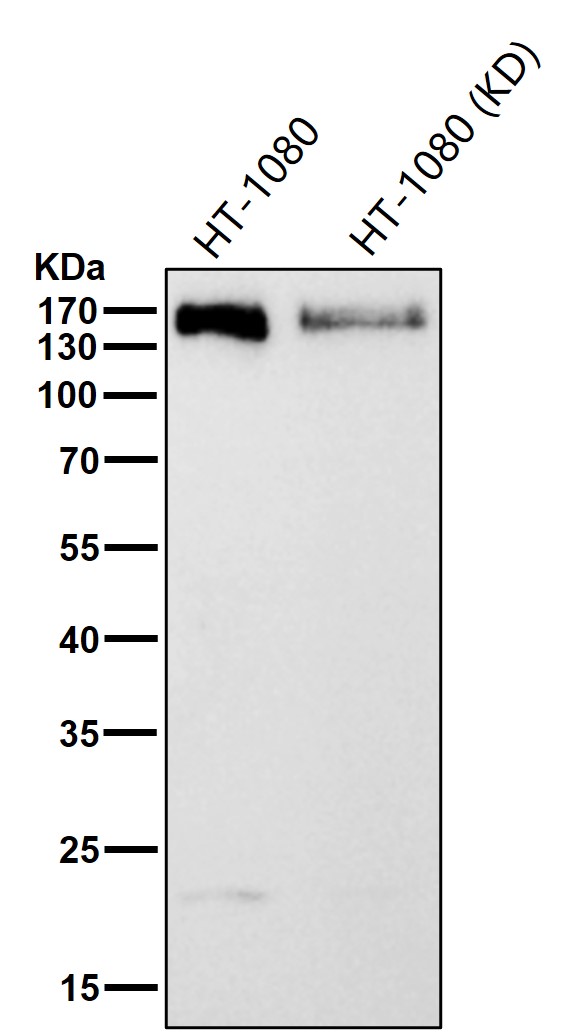 HDAC6 Ab