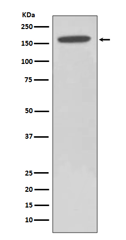 HDAC6 Ab