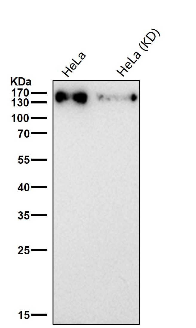 HDAC9 Ab