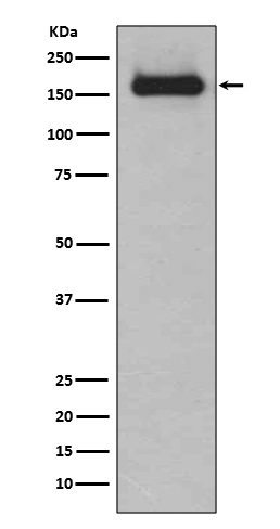 HDAC9 Ab