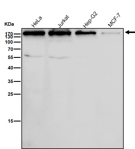 HDAC9 Ab