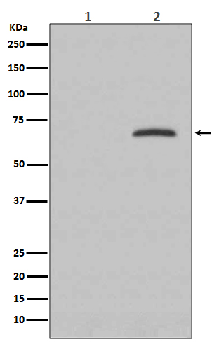 p-Paxillin (Y118) Ab