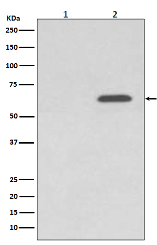 p-AMPK alpha 2 (S345) Ab