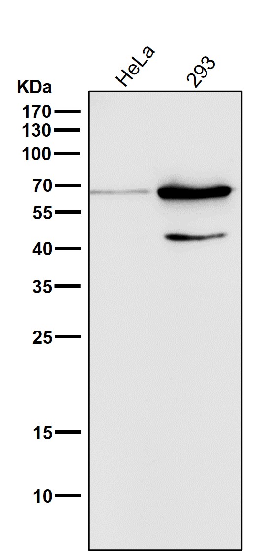 p-AMPK alpha 2 (S345) Ab