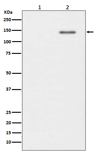 p-INPP5D (Y1022) Ab