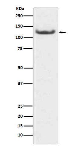 HDAC7 Ab