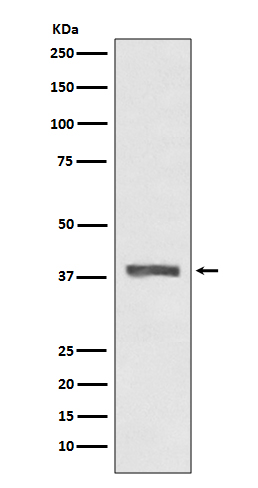 AMPK beta 1 Ab