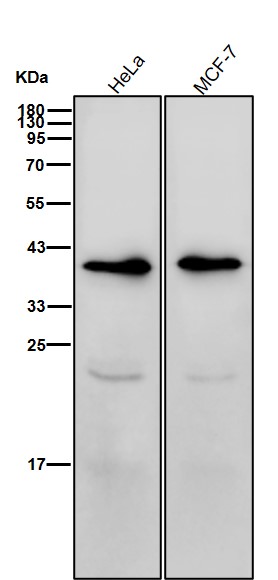 AMPK beta 1 Ab