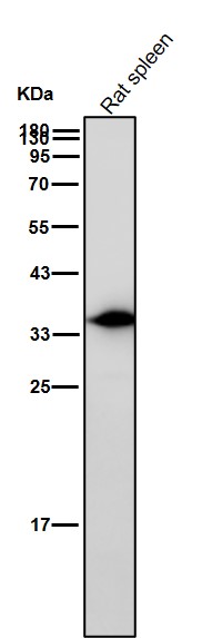 AMPK beta 1 Ab