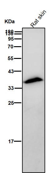 AMPK beta 1 Ab