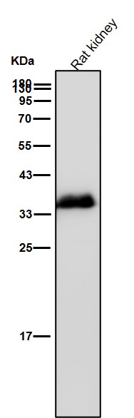 AMPK beta 1 Ab