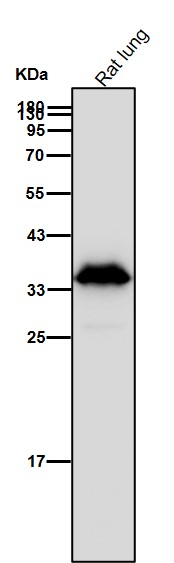 AMPK beta 1 Ab