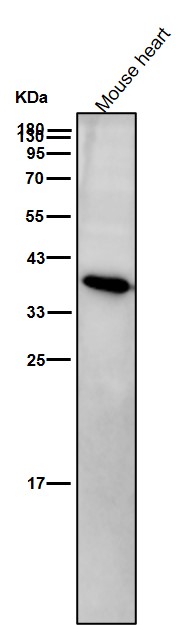 AMPK beta 1 Ab