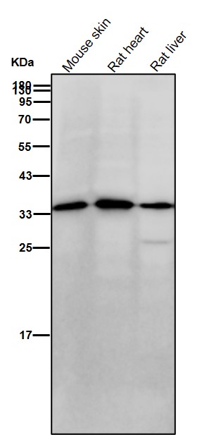 AMPK beta 1 Ab